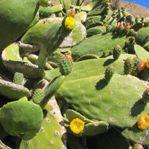 Cactuses in full blossom